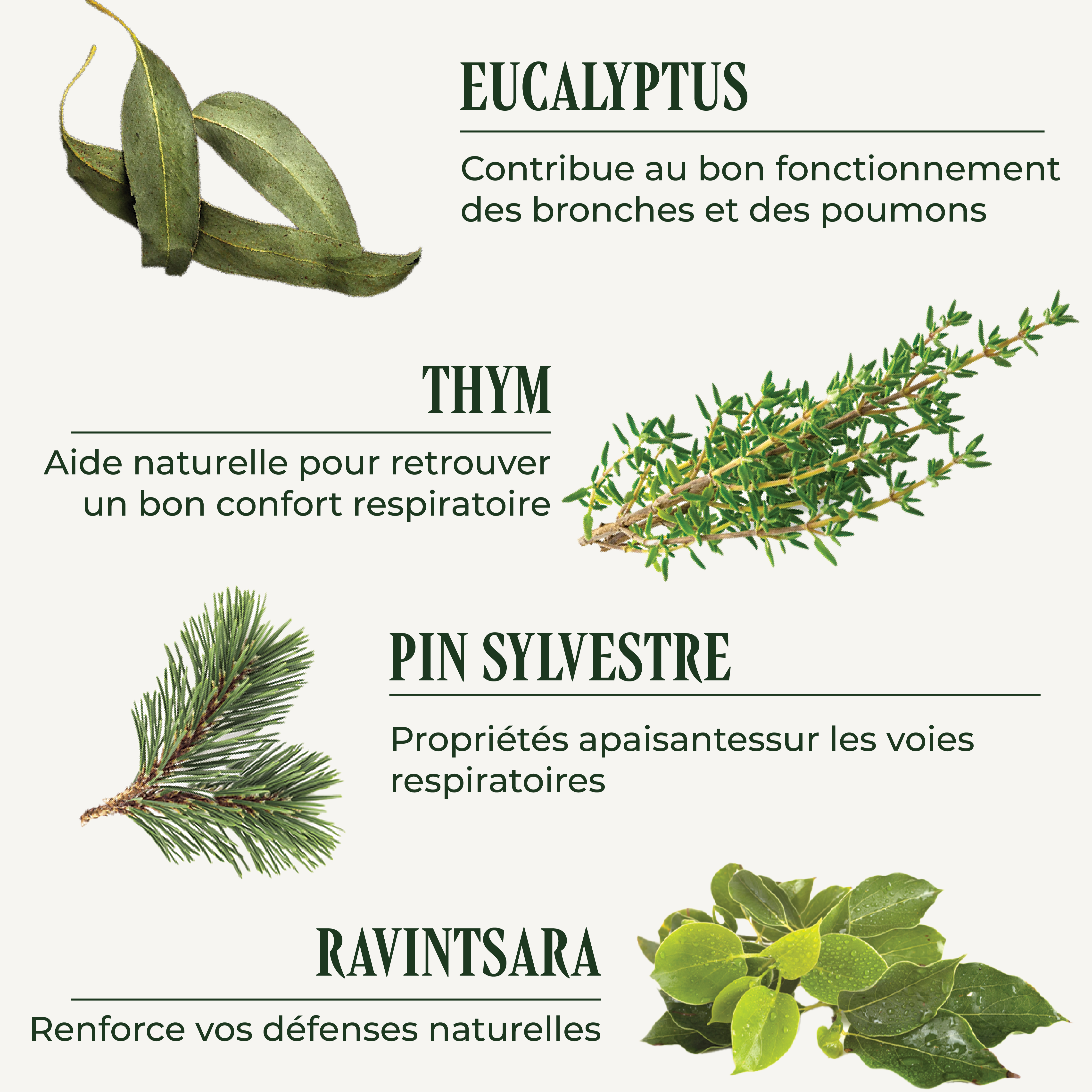 PSH1715 Débronches ( La sphère ORL )