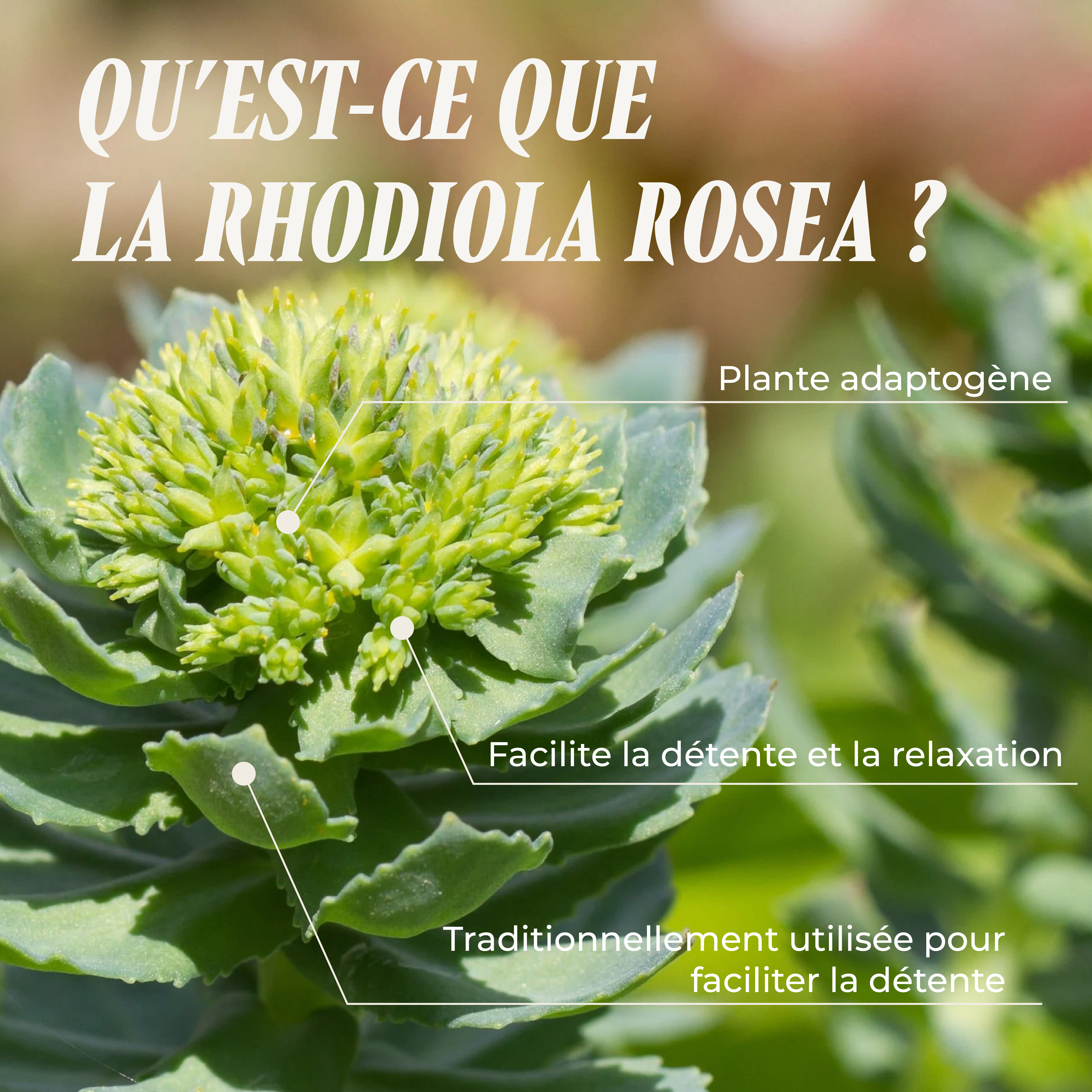 PSH1715 La plante rhodiola rosea ( le stress & l'humeur )