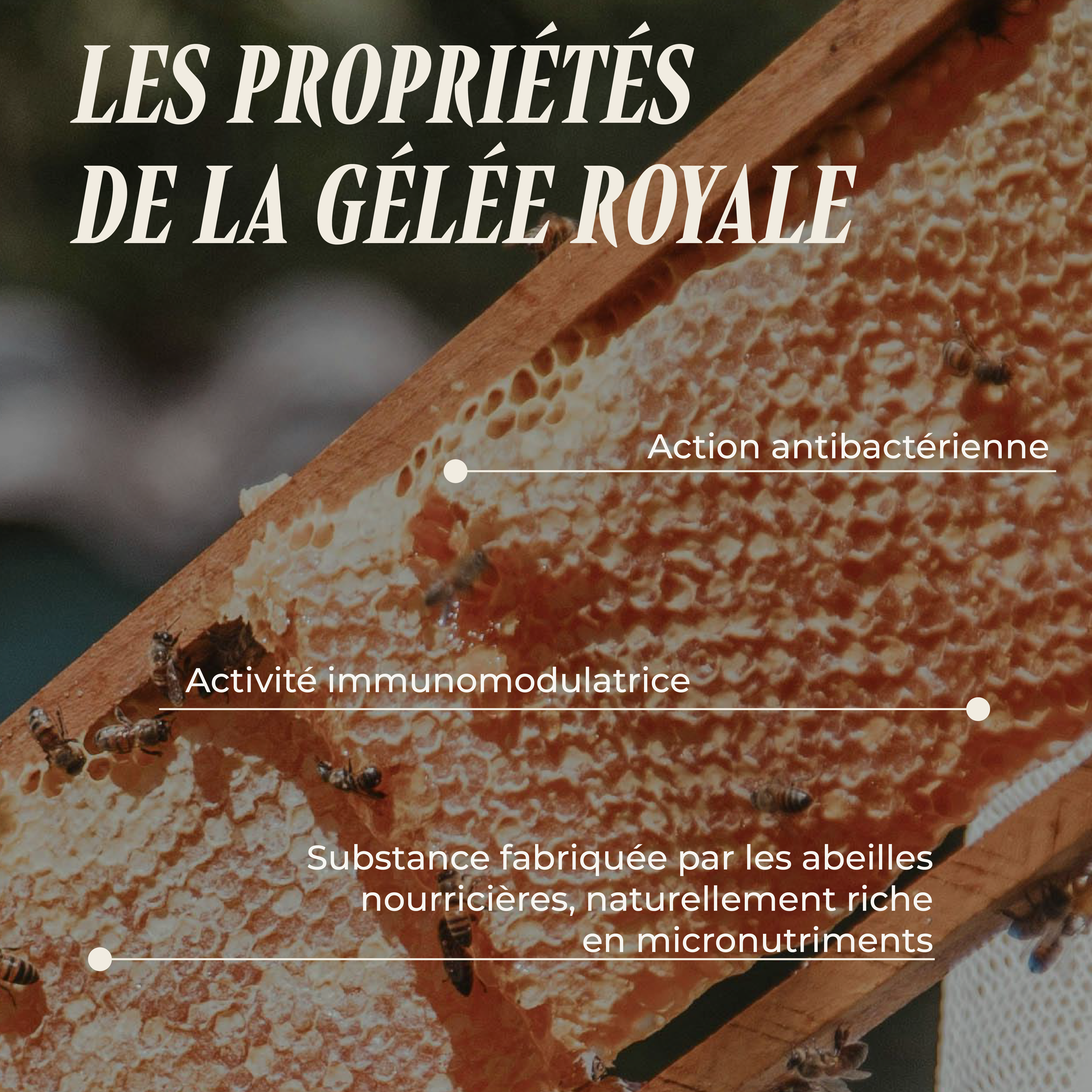 PSH1715 La Reine Mère (La gelee royale)