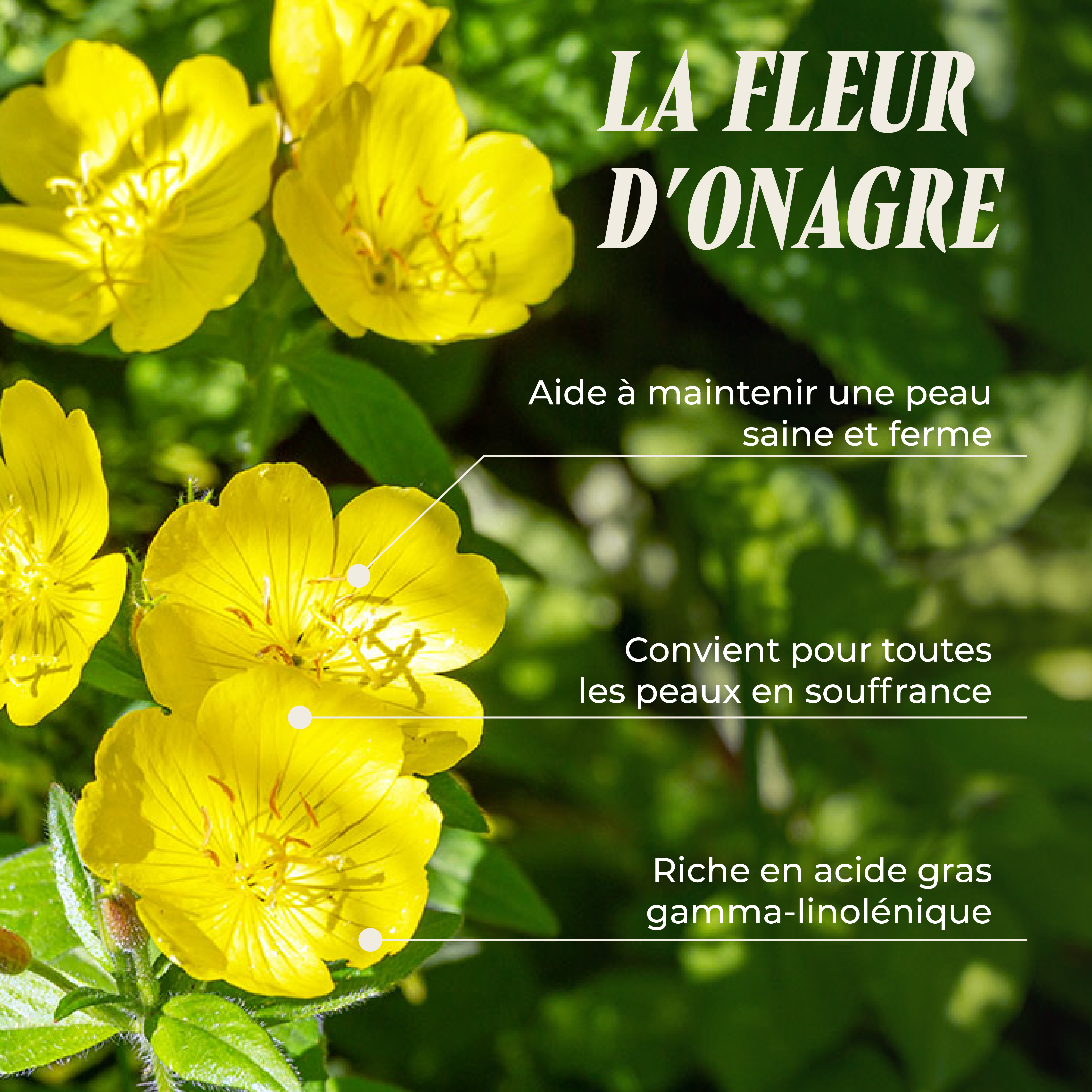 PSH1715 Onagre huile ( Le confort prémenstruel )