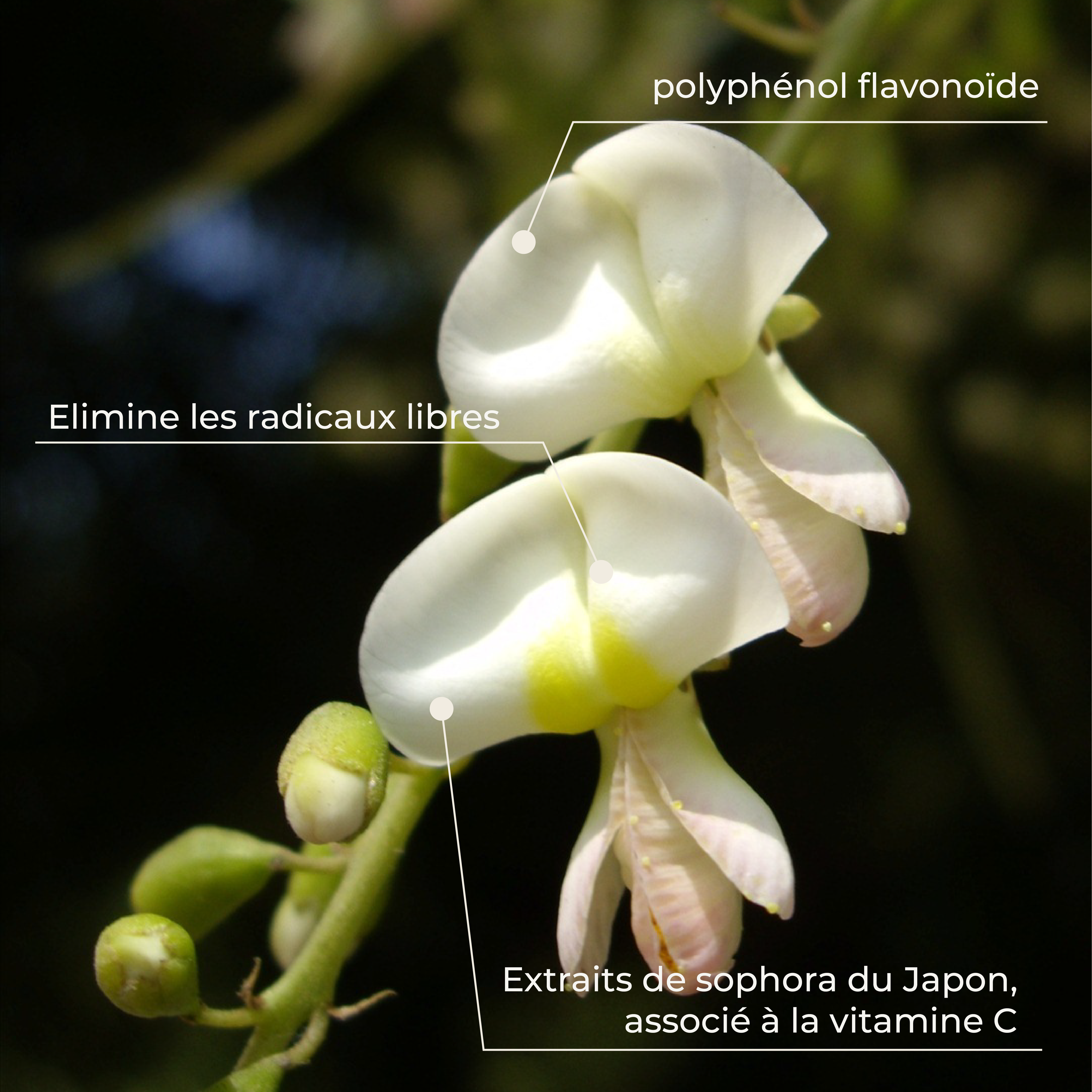 PSH1715 Quercetine + ( L'allergie & l'immunité )